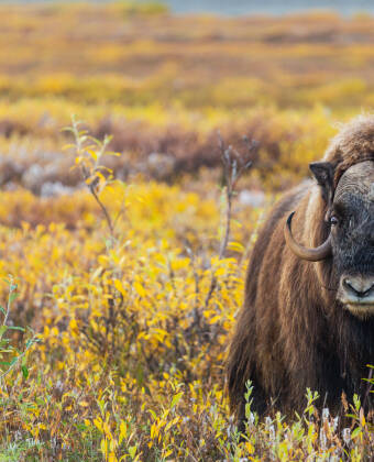 Bli med på moskussafari i Dovrefjell, en spennende og unik opplevelse.