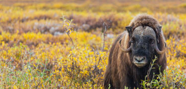 Join a musk ox safari in Dovrefjell, an exciting and unique experience.