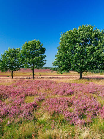 Lüneburger Heide erbjuder en fascinerande natur med vackra färger och fridfulla stigar, perfekt för naturentusiaster.