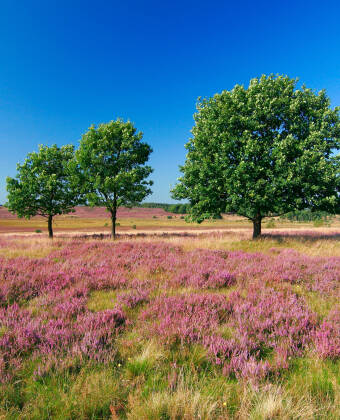 Lüneburger Heide erbjuder en fascinerande natur med vackra färger och fridfulla stigar, perfekt för naturentusiaster.