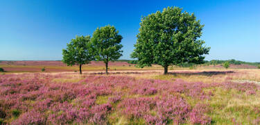 Lüneburger Heide erbjuder en fascinerande natur med vackra färger och fridfulla stigar, perfekt för naturentusiaster.