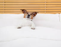 Pets are allowed at the hotel, so you don't have to worry about care and boarding.