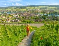 Die nahe gelegenen hügeligen Weinberge laden zu Spaziergängen und Wanderungen ein.