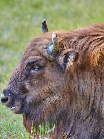Besök Nordeuropas största bisonfarm, följ med på guidade rundturer och köp bisonkött i gårdsbutiken.