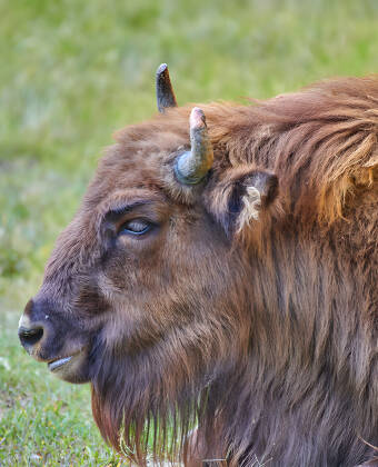 Ein Tag auf der Prärie von Fünen erleben, wo Sie den größten Bisonfarm Europas besuchen können.