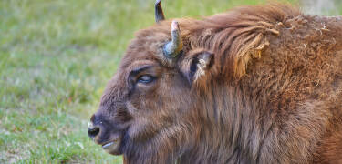 Ein Tag auf der Prärie von Fünen erleben, wo Sie den größten Bisonfarm Europas besuchen können.