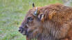 Besök Nordeuropas största bisonfarm, följ med på guidade rundturer och köp bisonkött i gårdsbutiken.