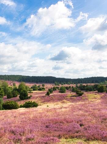 Både Klein Bünstorf Heide och Lüneburger Heide bjuder in till upptäcktsfärder