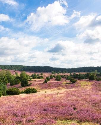 Klein Bünstorf Heide og Lüneburger Heide indbyder til opdagelsesrejser.