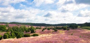 Klein Bünstorf Heide og Lüneburger Heide indbyder til opdagelsesrejser.