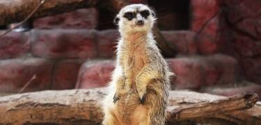 Viele Attraktionen: Besuchen Sie Hjerl Hede, Jütlands Park Zoo oder Jütands Aquarium.