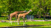 Hagenbeck Zoo ligger bare 20 minutter unna.