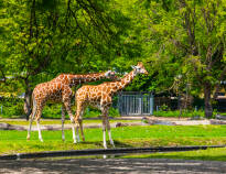 Tag med familjen eller ressällskapet till Hagenbeck Zoo.