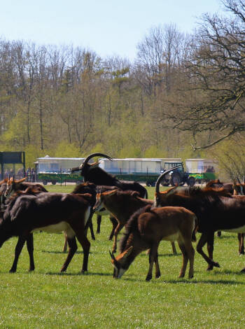 Close to Lalandia, Knuthenborg Safari Park and much more.