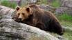 Kør en tur til Bjørneparken i Flå, som er et oplagt udflugtsmål for hele familien.