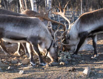Der Naturpark Langedrag bietet das ganze Jahr über tierische Erlebnisse und spannende Aktivitäten.