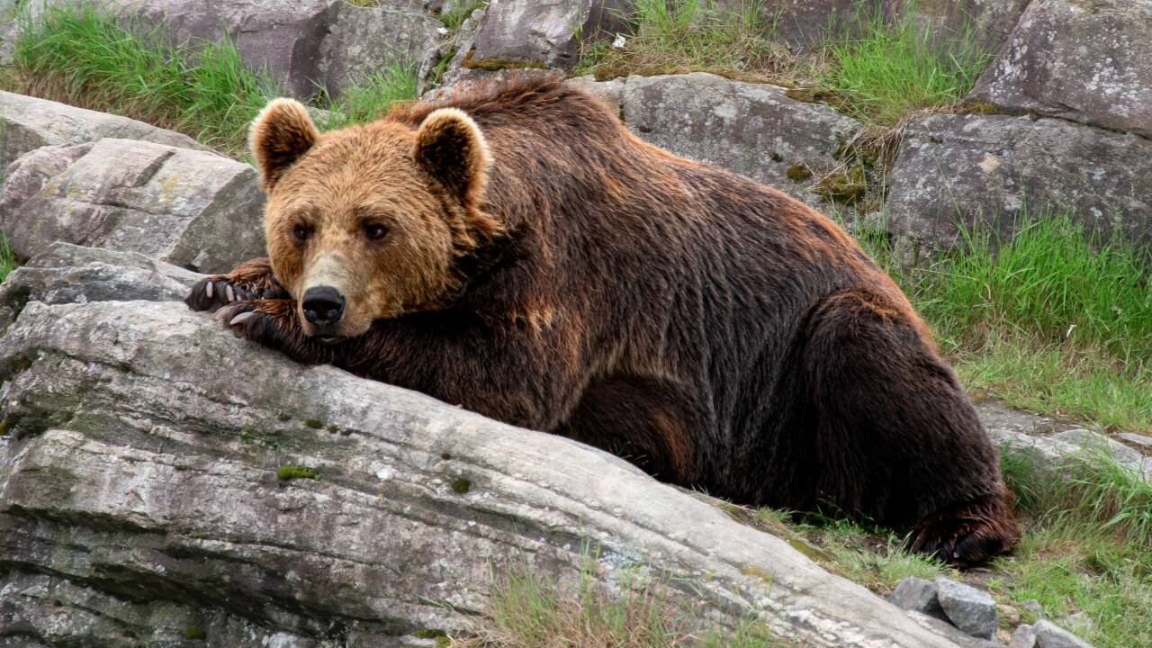 Ta turen til Bjørneparken i Flå, som er et opplagt utfluktsmål for hele familien.