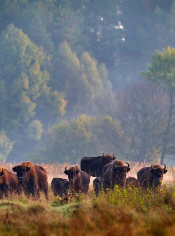 Explore Usedom or Wollin National Park, offering lush landscapes and diverse wildlife for a memorable nature experience.