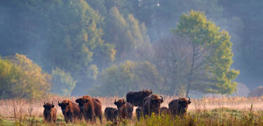 Erkunden Sie die Insel Usedom oder den Nationalpark Wollin, der mit seinen üppigen Landschaften und der vielfältigen Tierwelt ein unvergessliches Naturerlebnis bietet.