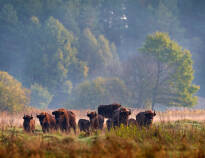 Utforska nationalparkerna Usedom eller Wollin med frodiga landskap och ett varierat djurliv.