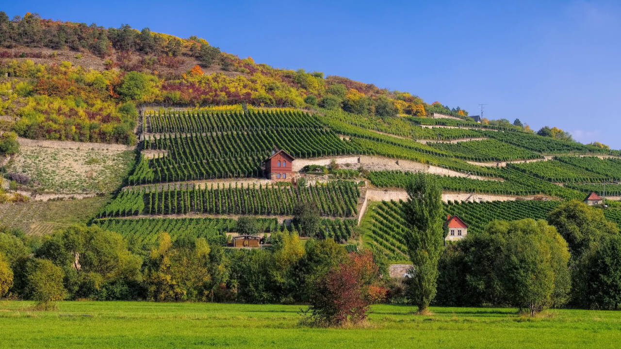 In der Saale-Unstrut-Region befinden sich die nördlichsten Weinanbaugebiete Deutschlands.