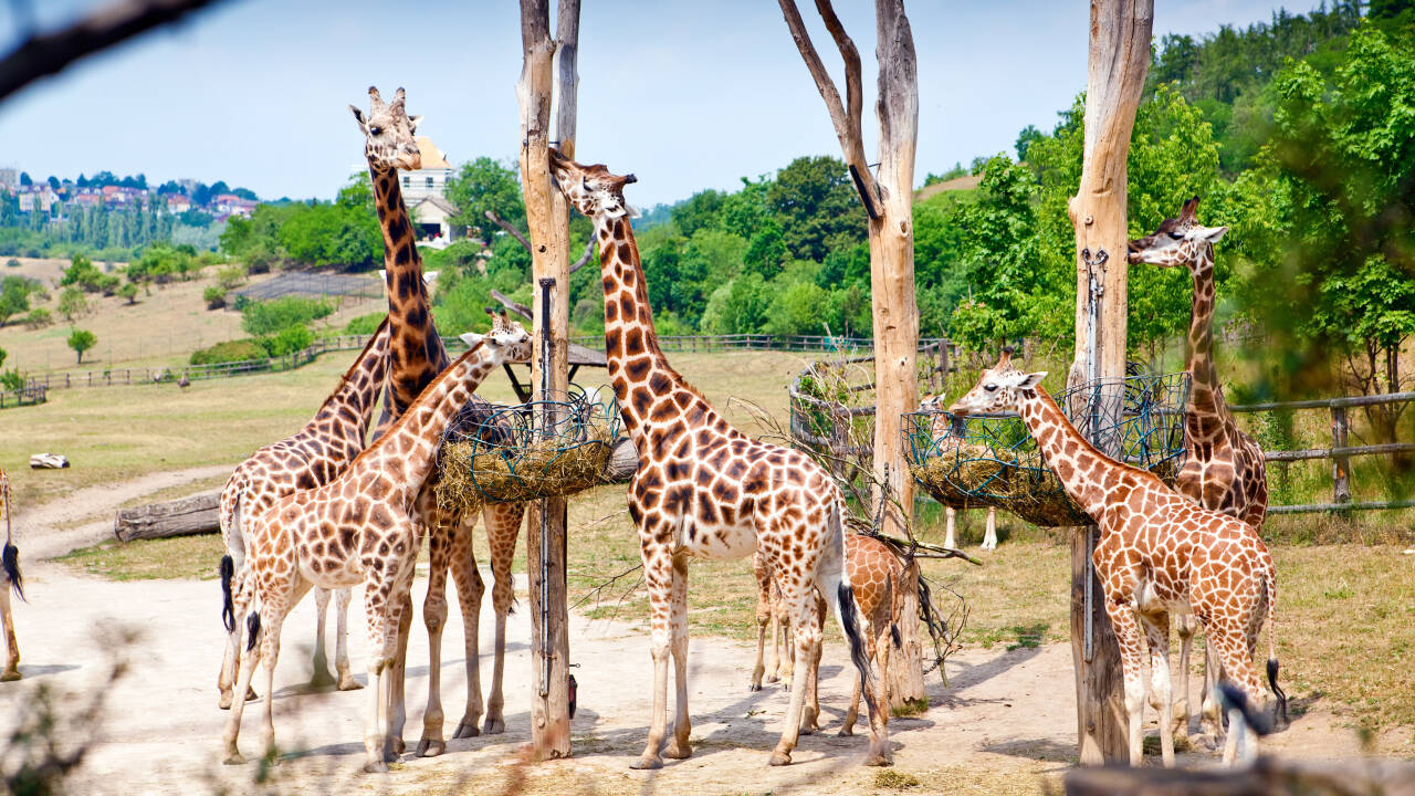 Der Prager Zoo macht Eindruck auf kleine und auch große Besucher.