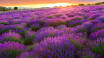 Upplev den vackra naturen och blomstrande lavendel ni Tihany.