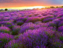 Upplev den vackra naturen och blomstrande lavendel ni Tihany.
