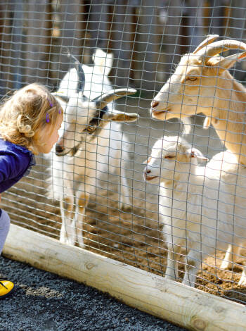 Take the kids to Parken Zoo, which includes a zoo, amusement park and carnival.