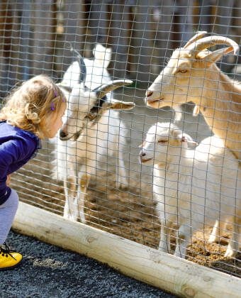 Tag med barnen till Parken Zoo som omfattar en djurpark, nöjespark och tivoli.