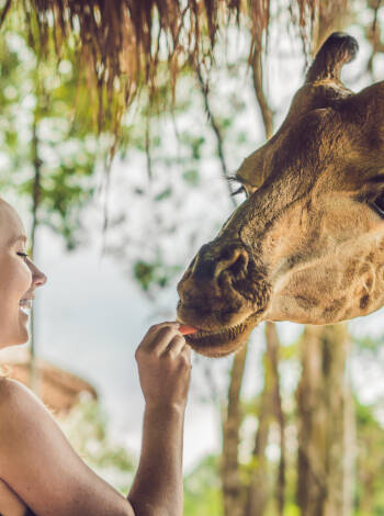Der Zoo Kristiansand liegt etwa 30 Fahrminuten vom Hotel entfernt und ist ein wunderbares Ziel für diejenigen, die mit Kindern unterwegs sind.