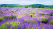 Während der Lavendel-Blüte ist ein Ausflug auf Tihany sehr zu empfehlen.