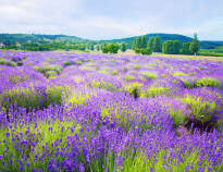 Während der Lavendel-Blüte ist ein Ausflug auf Tihany sehr zu empfehlen.