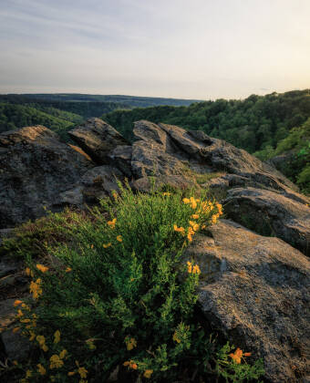 Upplev den enastående naturen i Nationalpark Harz genom en härlig vandringstur.
