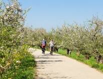 The "Alte Land" with its orchards can be explored by bike.