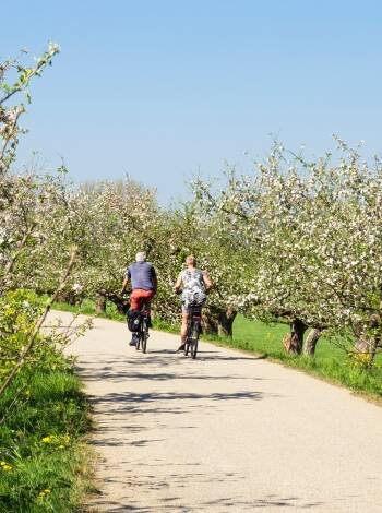 Upplev Altes Land på två hjul och cykla runt bland de fina äppelodlingarna.