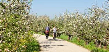 Upplev Altes Land på två hjul och cykla runt bland de fina äppelodlingarna.