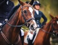 Gut Matheshof, Europas største ridesport- og turneringssenter, er et mekka for hesteelskere.