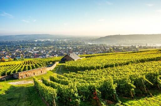 Weinhotel des Riesling Zum Grünen Kranz