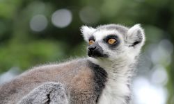 Zoologiske haver og akvarier